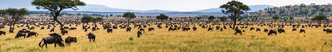 cap-evasion-banner-SAFARI